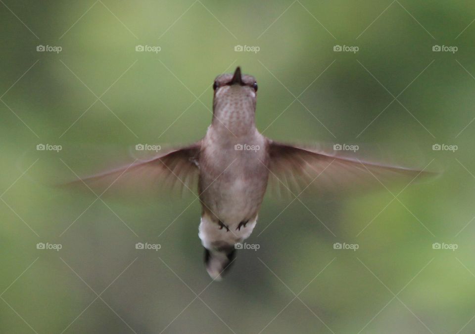 Hummingbird Front View 