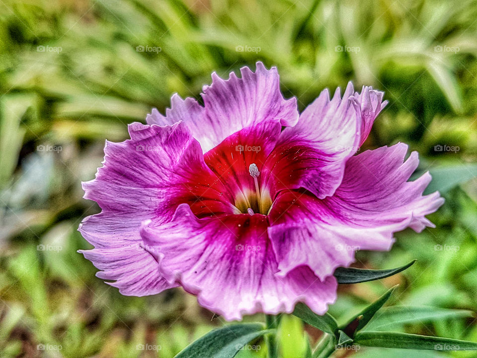 velvet flower in pink and purple