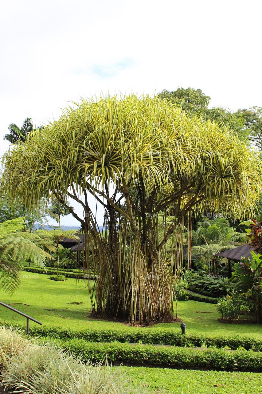 A tall umbrella-like palm  Pandanus.  It's a natural tropical setting . Costa Rica