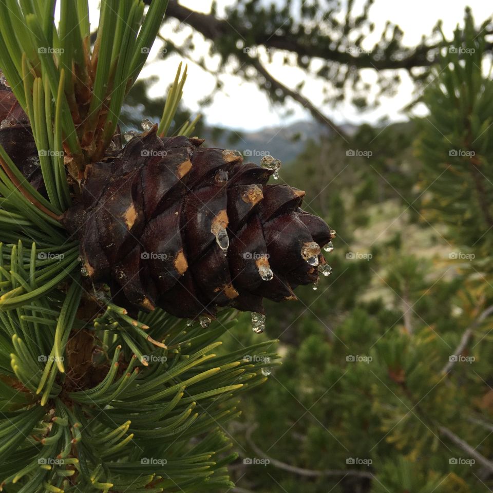 Fresh pine cones!