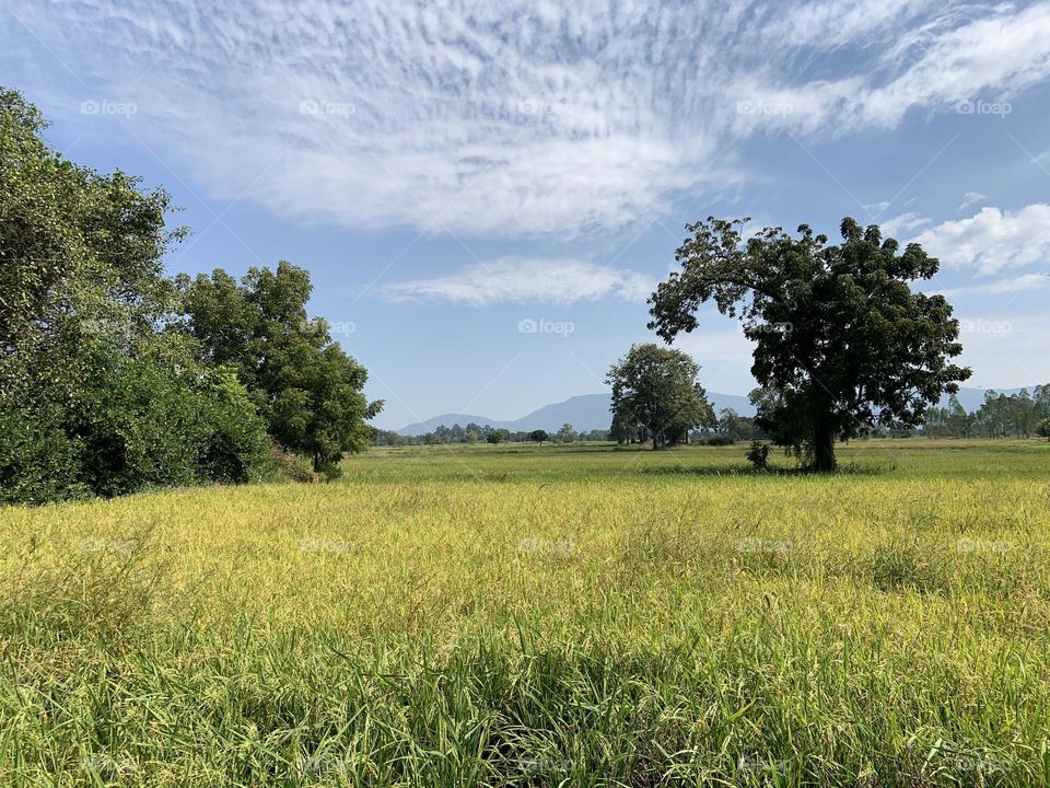 Something about December, Thailand (Countryside)