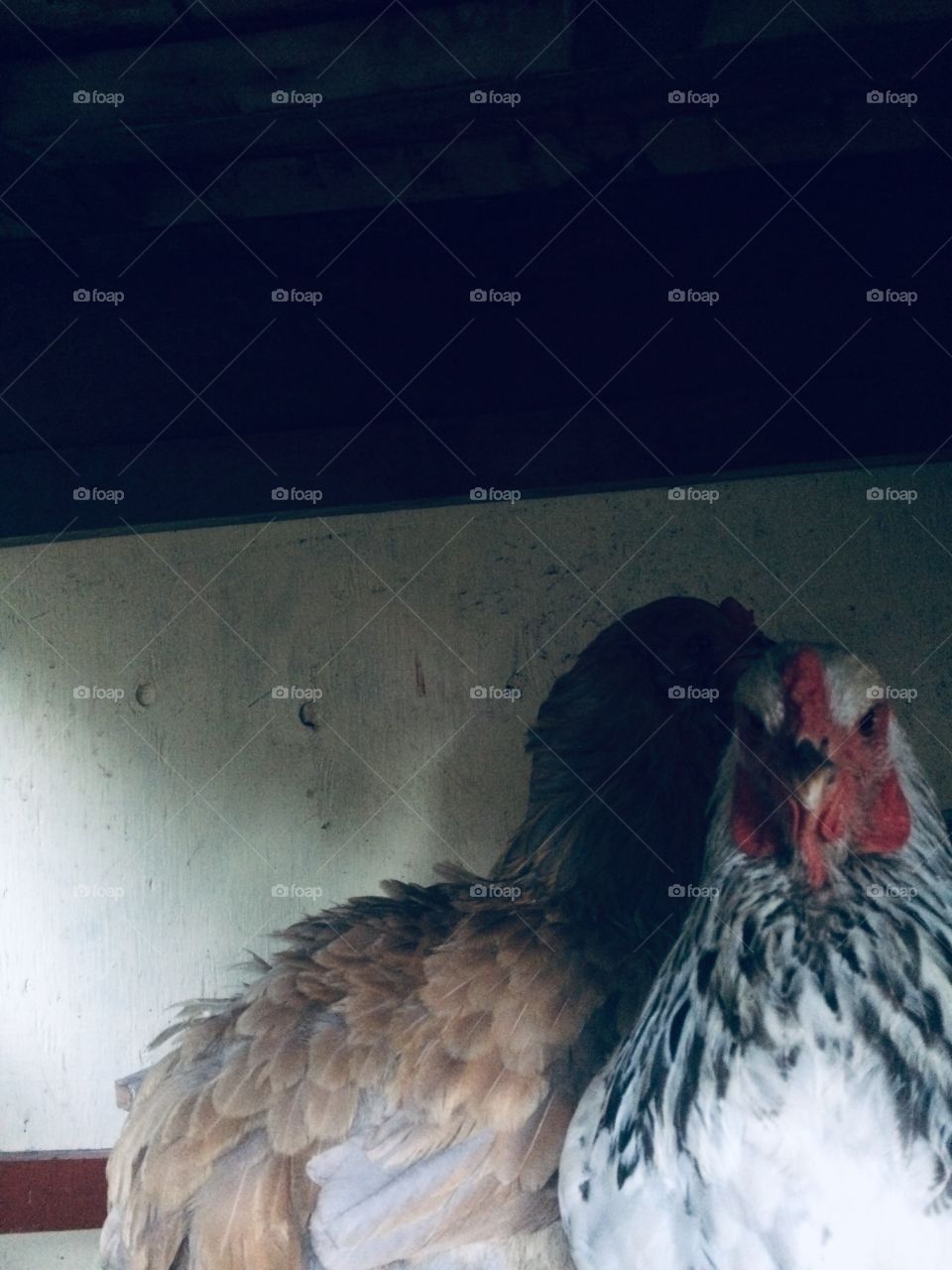 Good night chickens! Sweet dreams!