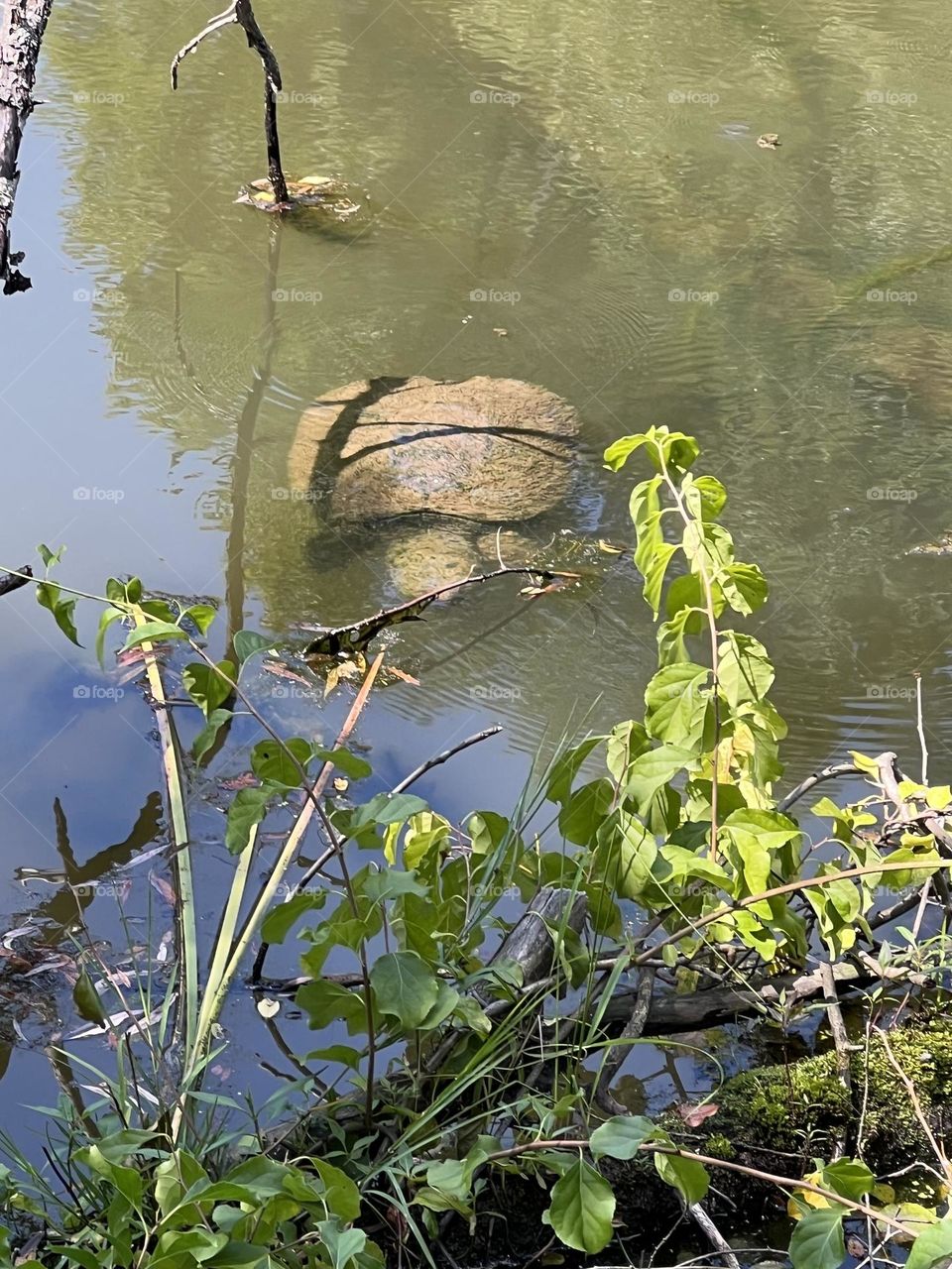 Snapping Turtle 