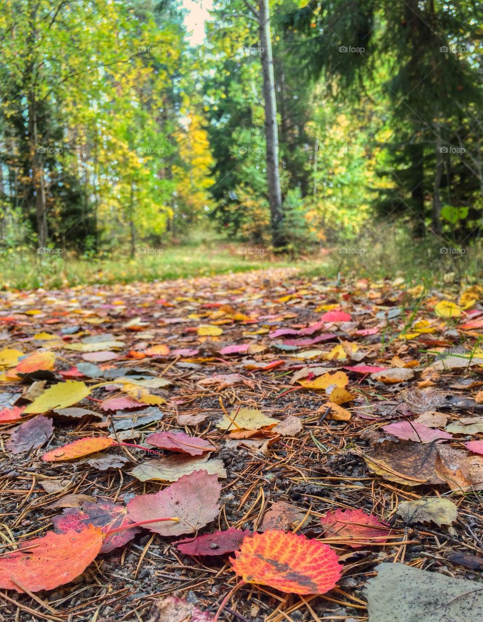 In the forest