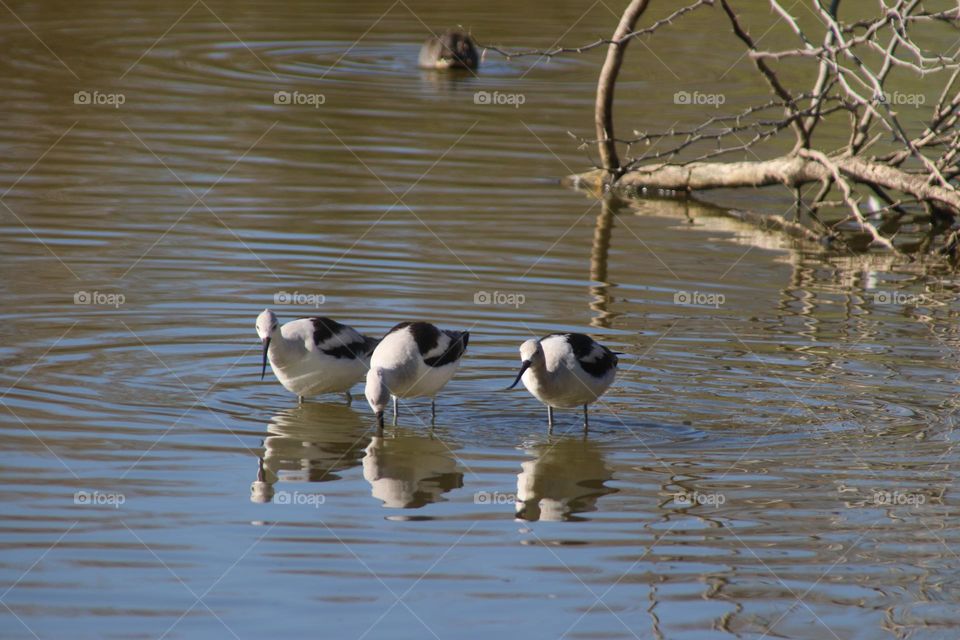 Stilt Birds in the Water