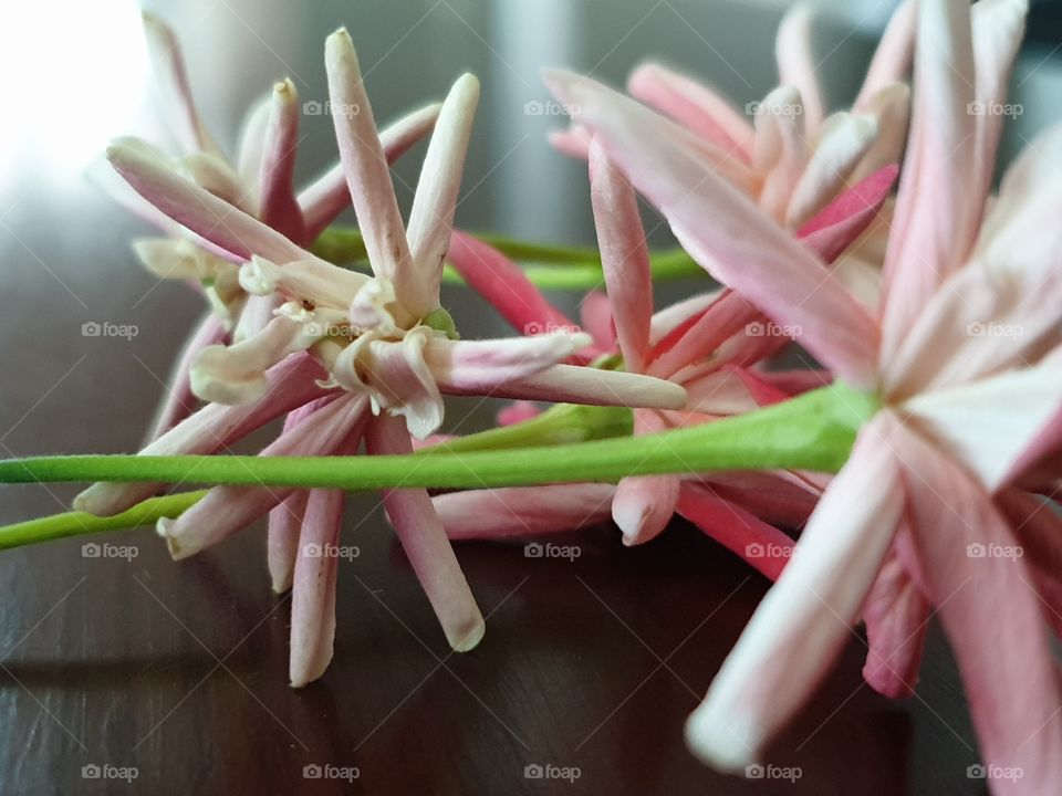 beautiful flower in my garden