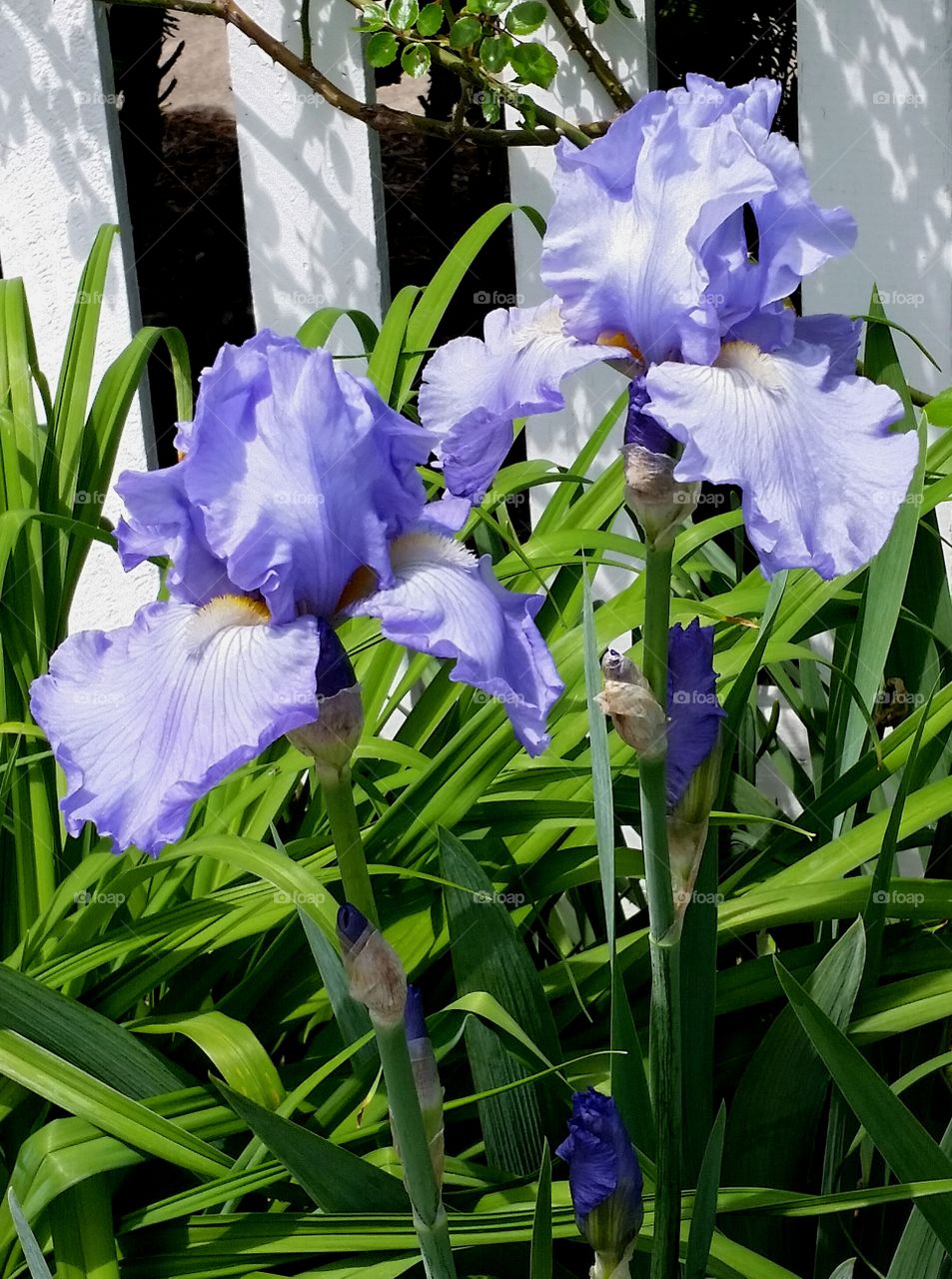 A Pair of Irises
