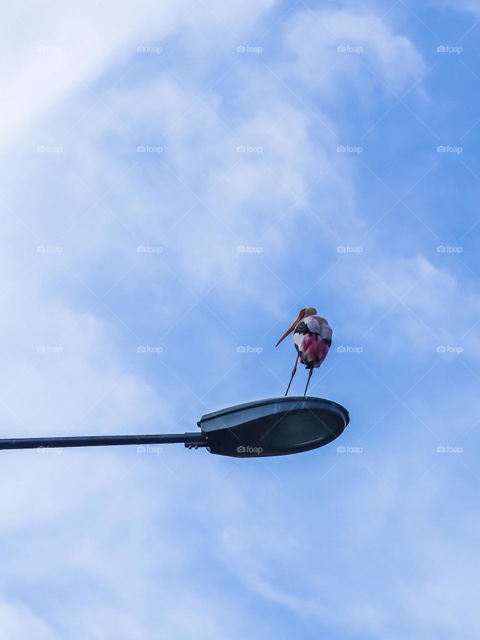A white stork perched on top of a street lamp
