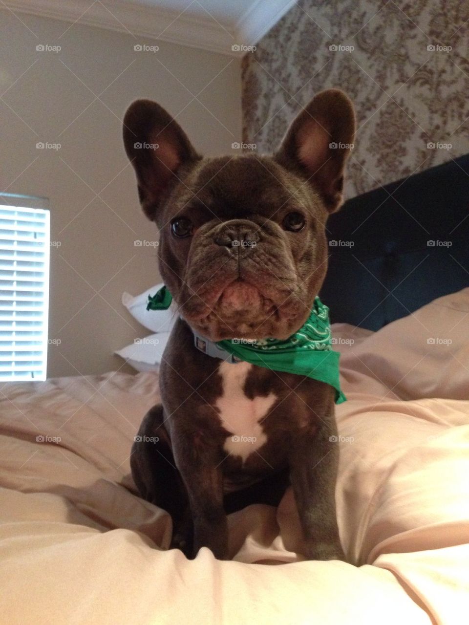 A frenchie named Miles