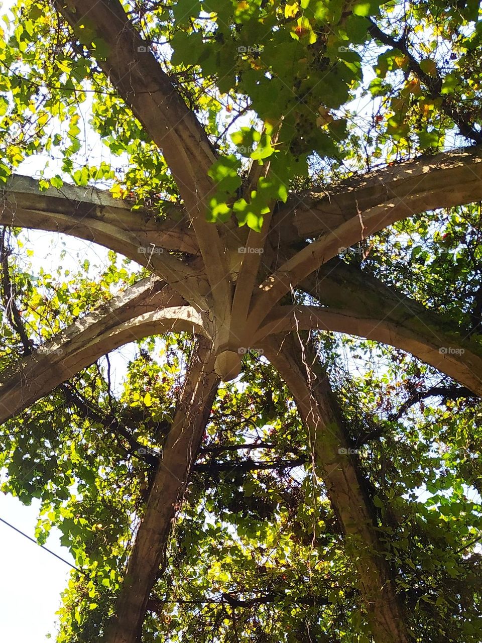 Top of a dome in the center of an old monastery in southern France. The structure of the dome is made of stone, the foliage of vine plants complements the dome and creates shade in summer.