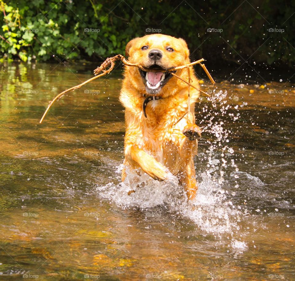 Happy playful and wet dog