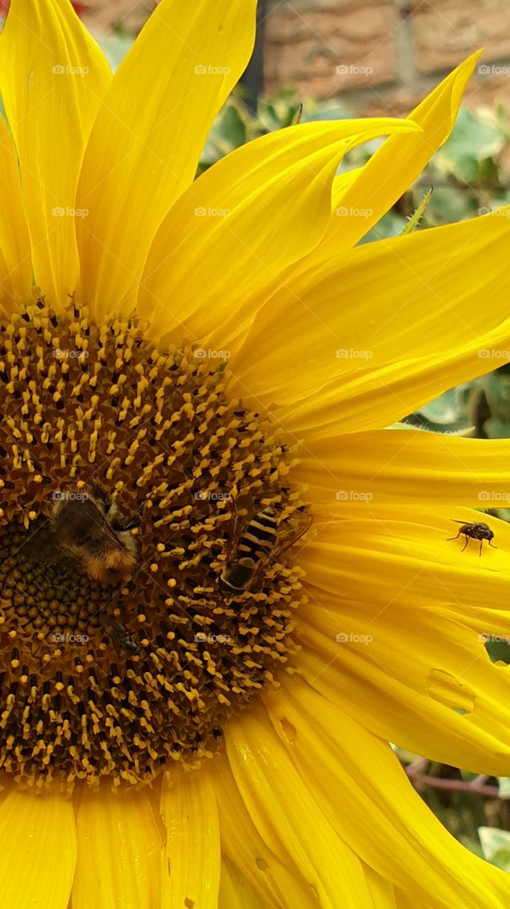 close up of bee, honeybee and fly on sunflower