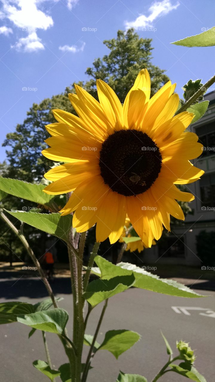 sunflower. A sunflower in my garden.