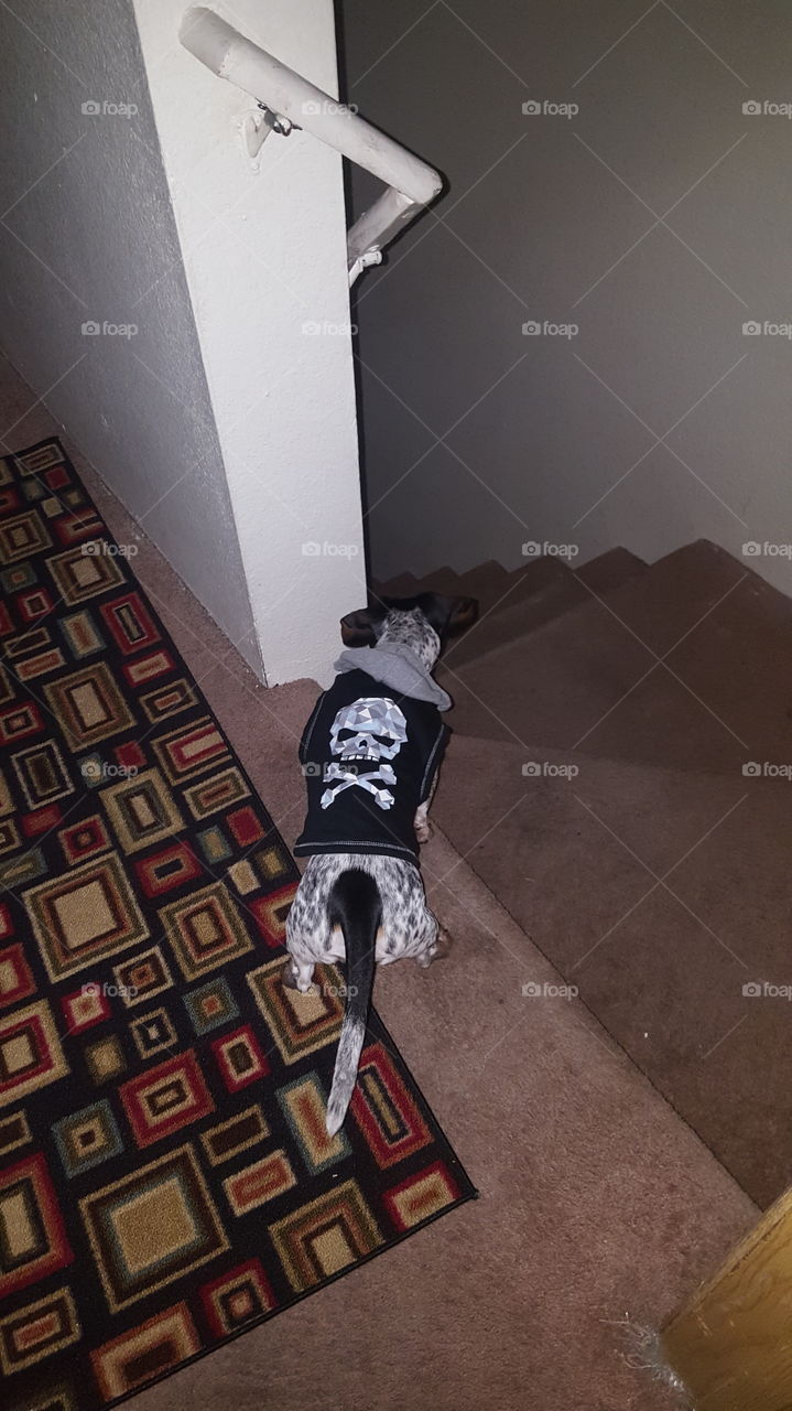 skull and cross bone puppy