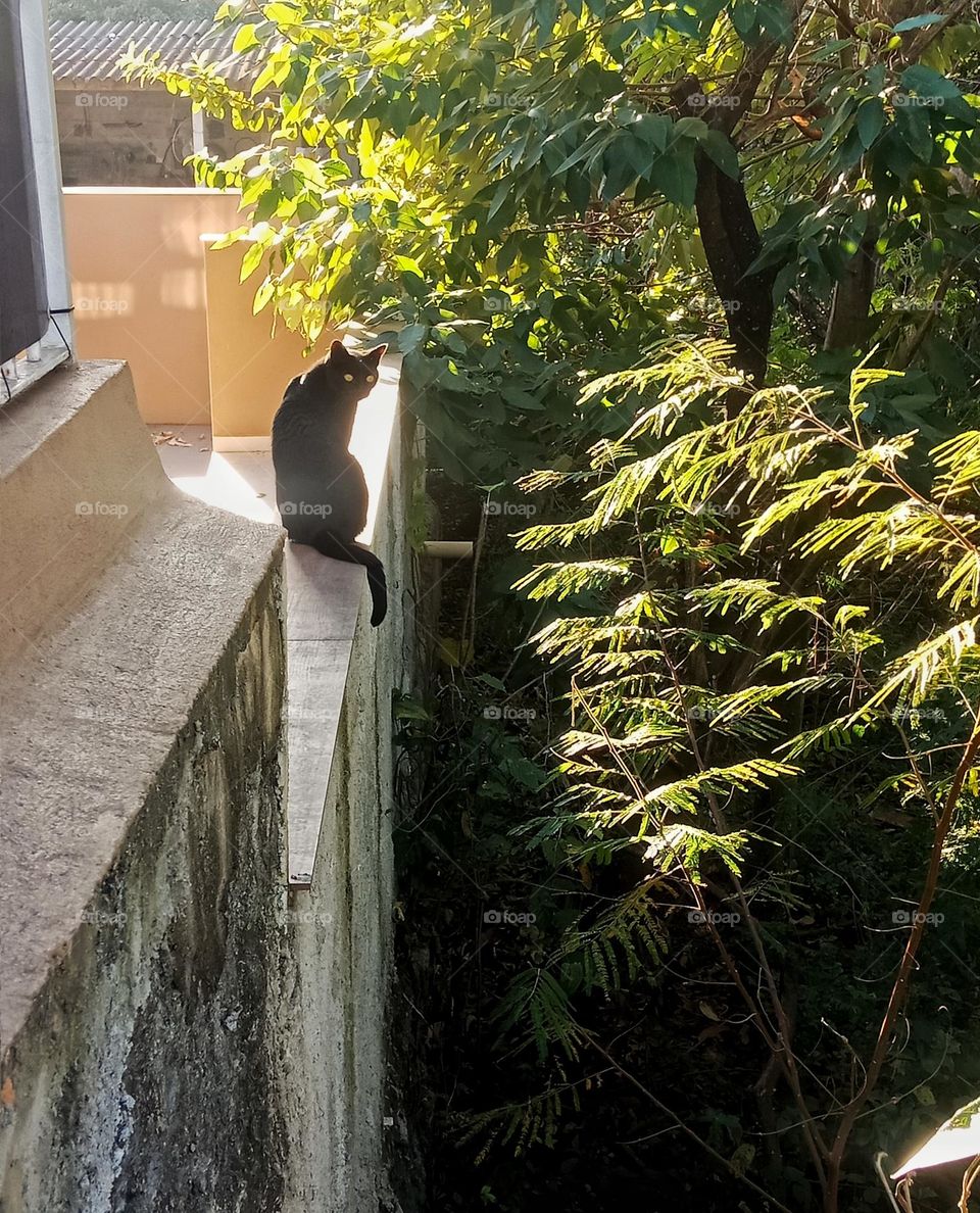 A black cat on a high wall