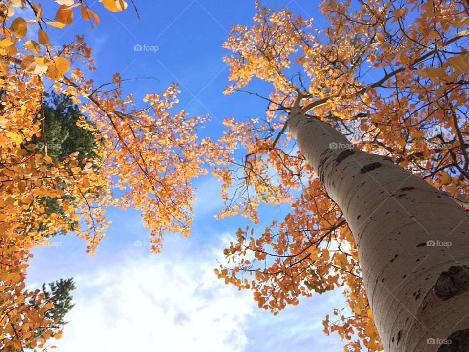 Looking up at blue sky through changing aspen leaves