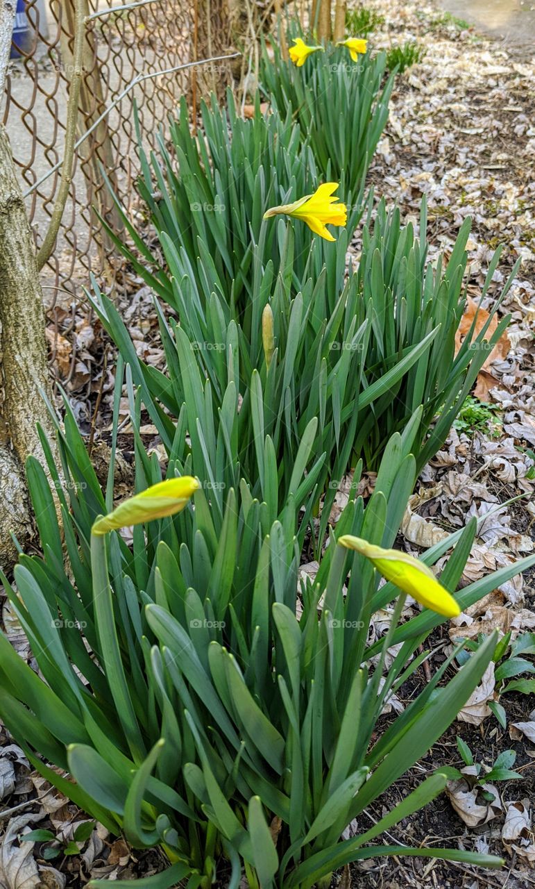 daffodils