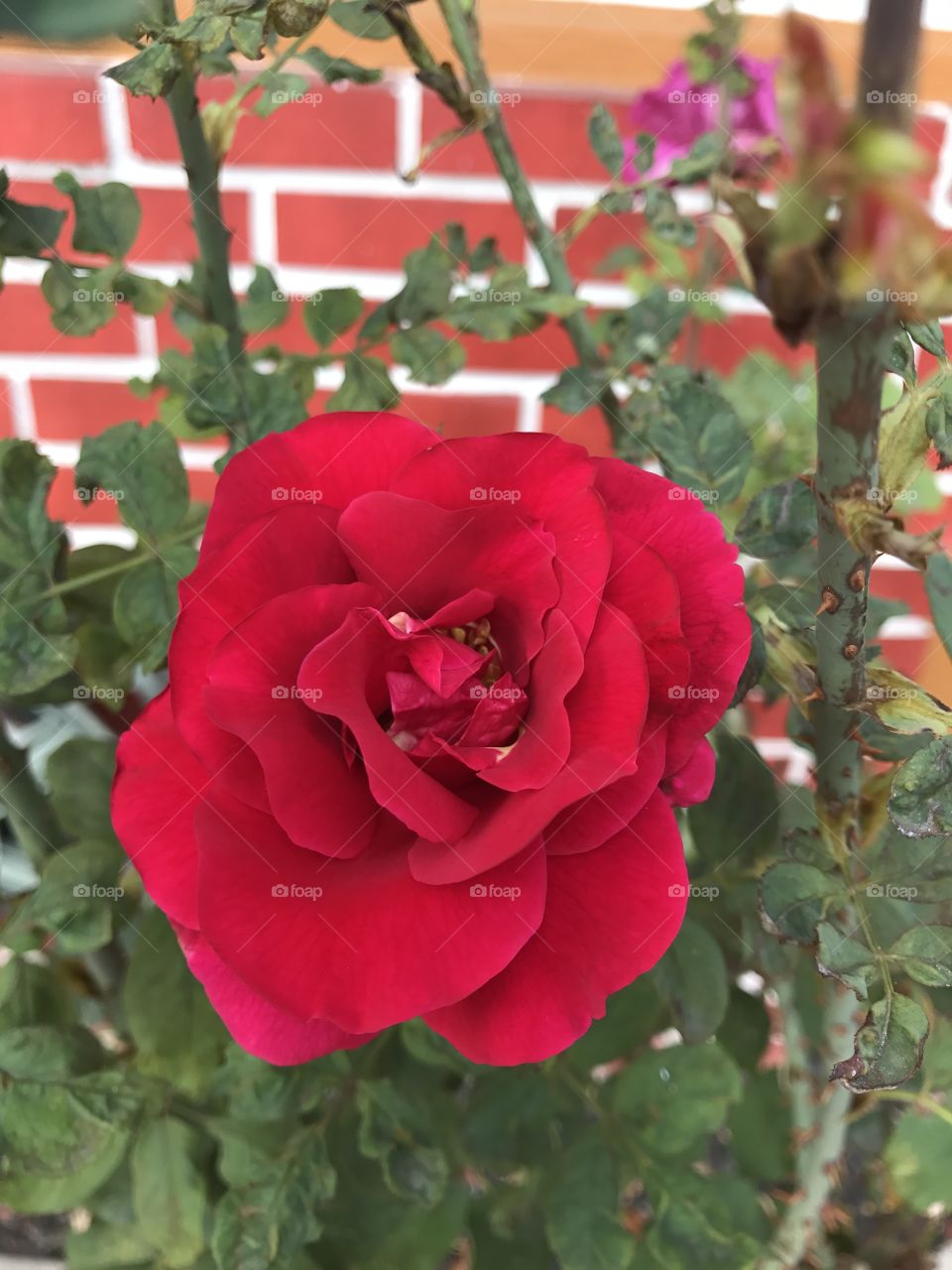 A beautiful red rose 