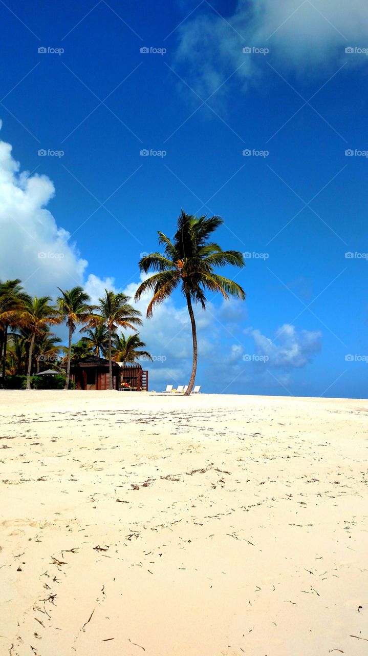 Palm Tree on a Beach. Taken in the Bahamas
