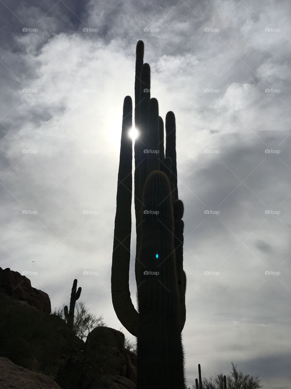 Gazing upwards as the sun peeks through a tall, ancient saguaro cactus in the desert