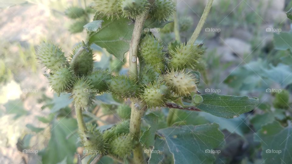 The Xanthium strumarium plant looks very similar to the common Burdock (Arctium minus). The main difference is that it is monoecious, with separate male and female flower heads, whereas the Burdock has perfect flowers.