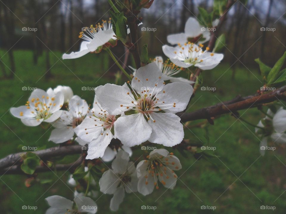 flowers