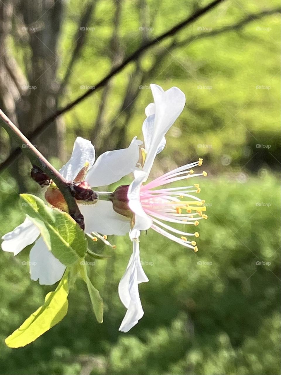 Flower on almond tree 