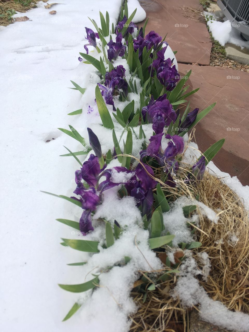 Iris in the snow 