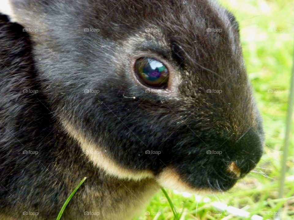 Close up of my gorgeous bunnie's face