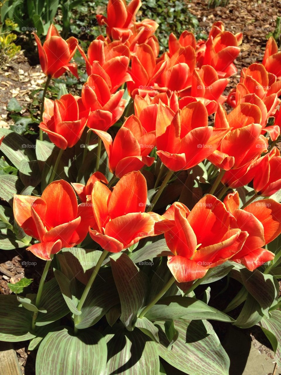 Tulips