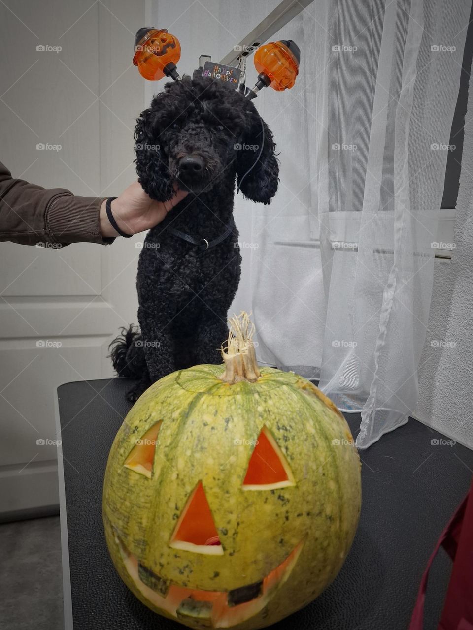 halloween dog