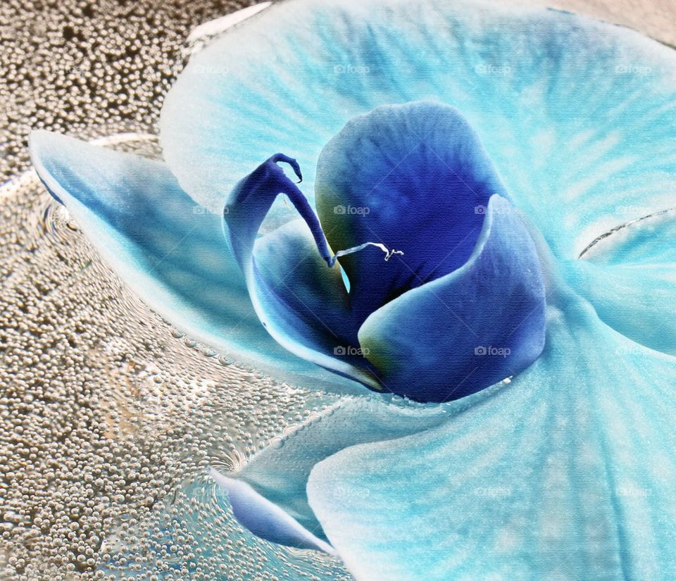 Blue orchid