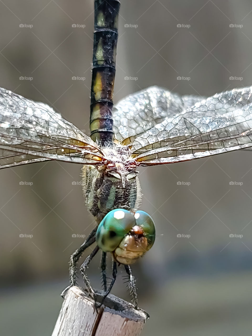 Closeup of a small turquoise  dragonfly