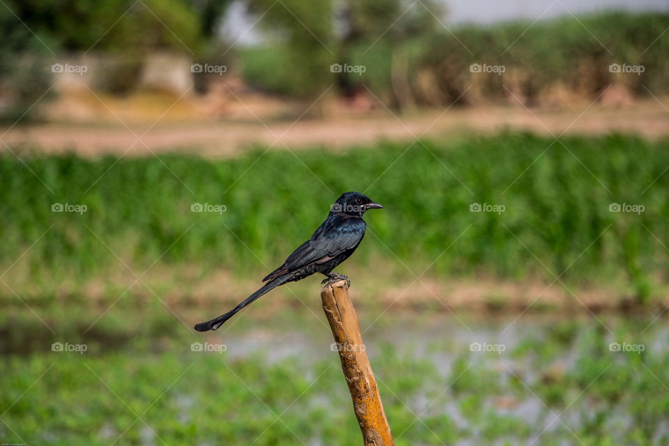 A black.bird