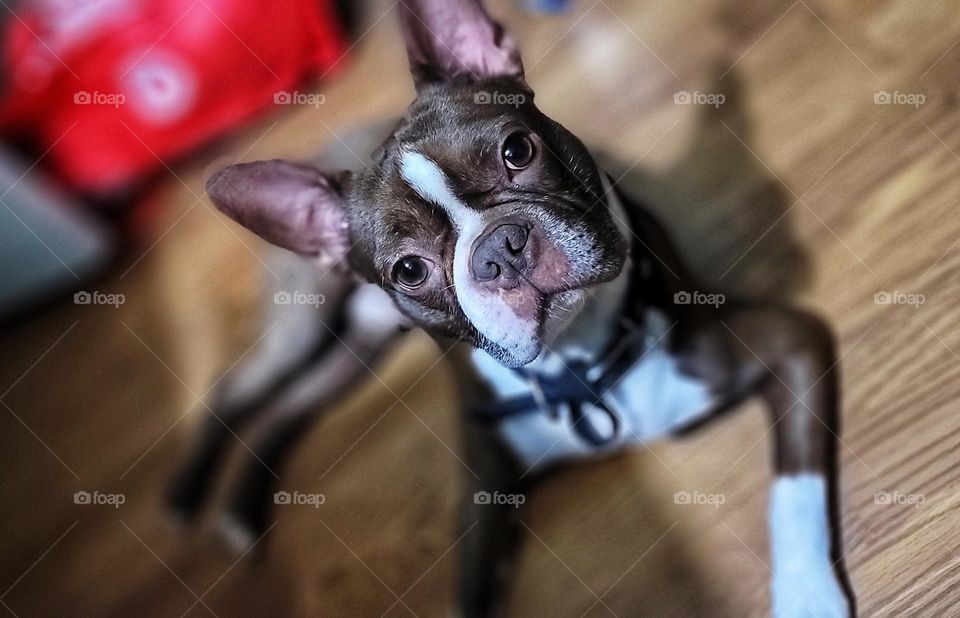 Boston terrier