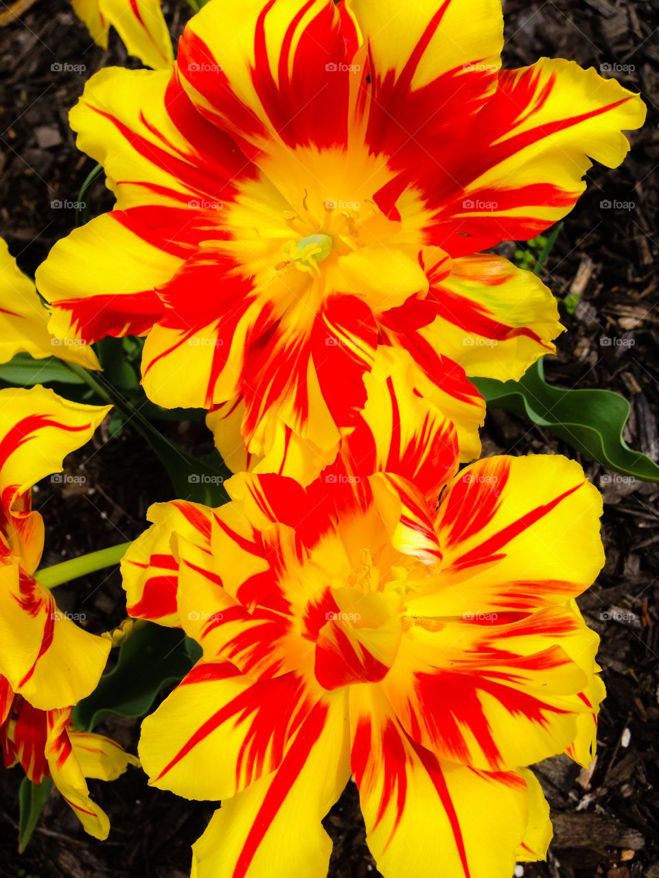 Yellow flowers