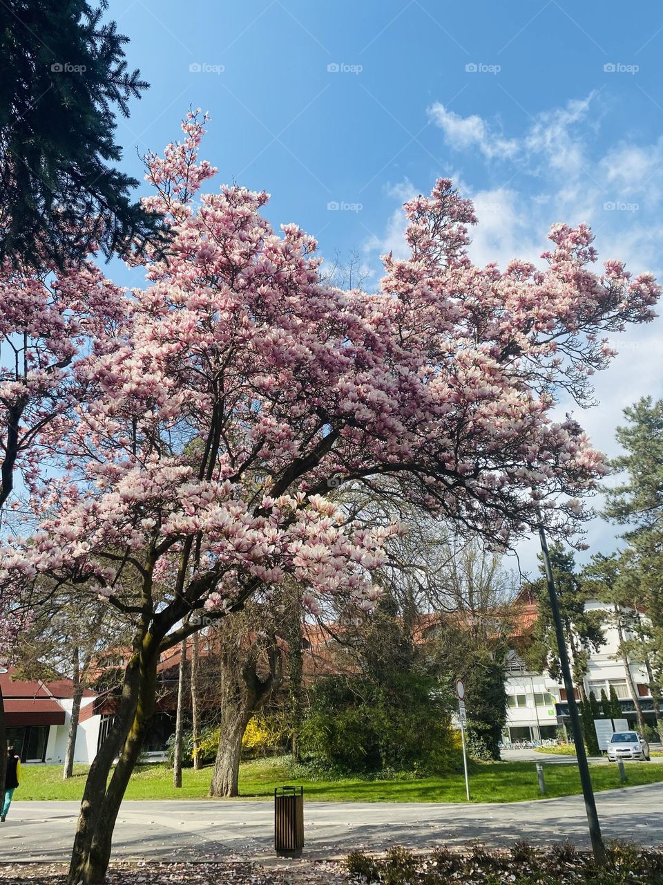 Spring remarked by beautiful and unique magnolia tree