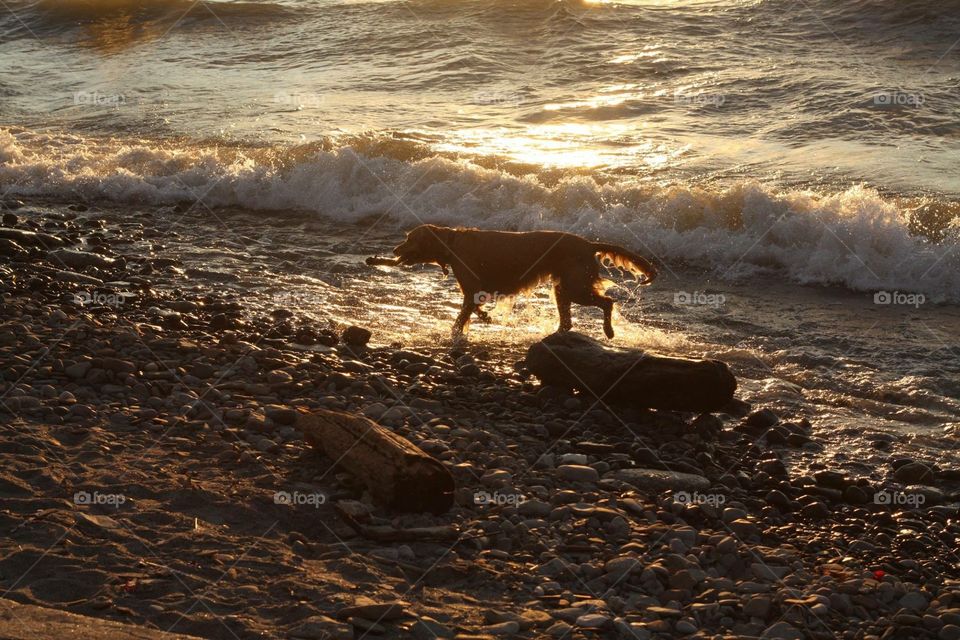 The retriever . A dog catches a stick on an evening at Lake Erie 
