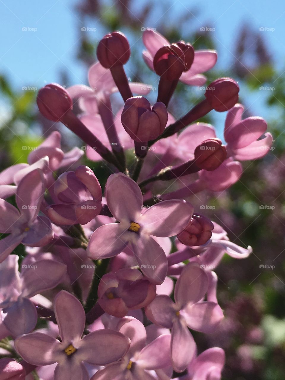 Tree blooming lilac flowers 