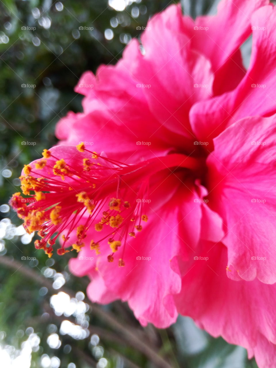 Nature, Flower, No Person, Flora, Leaf