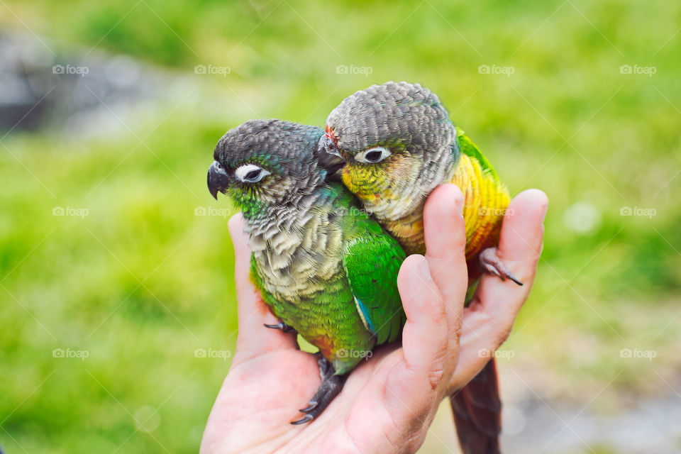 Two cute parrots