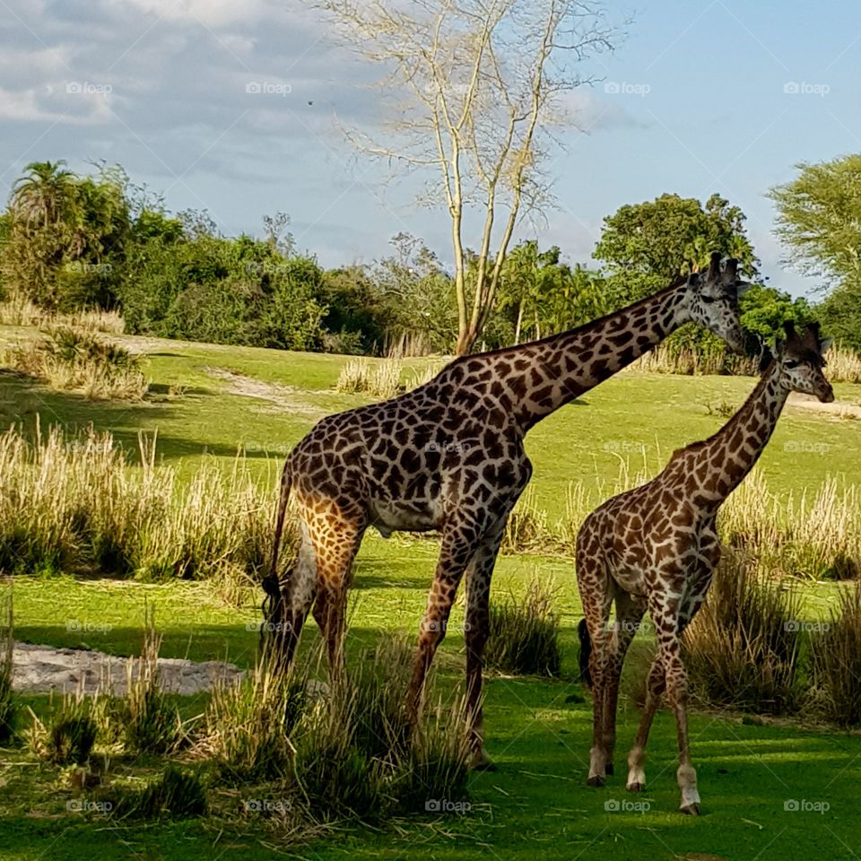 Giraffes at Disney Animal Kingdom, Orlando, FL