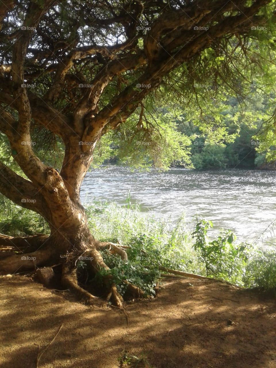 tree growing next to river