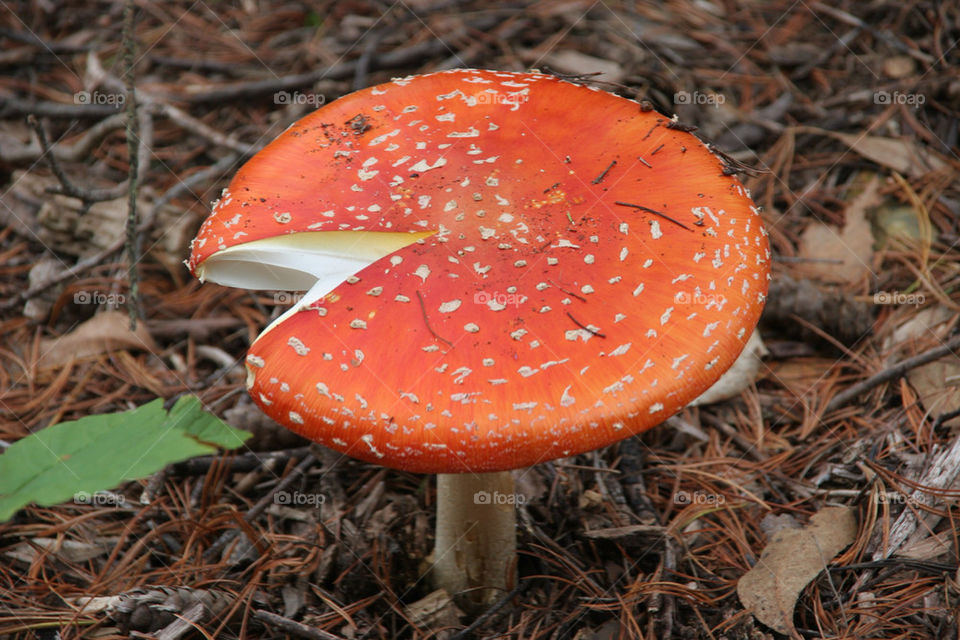 red autumn pie mushroom by kshapley