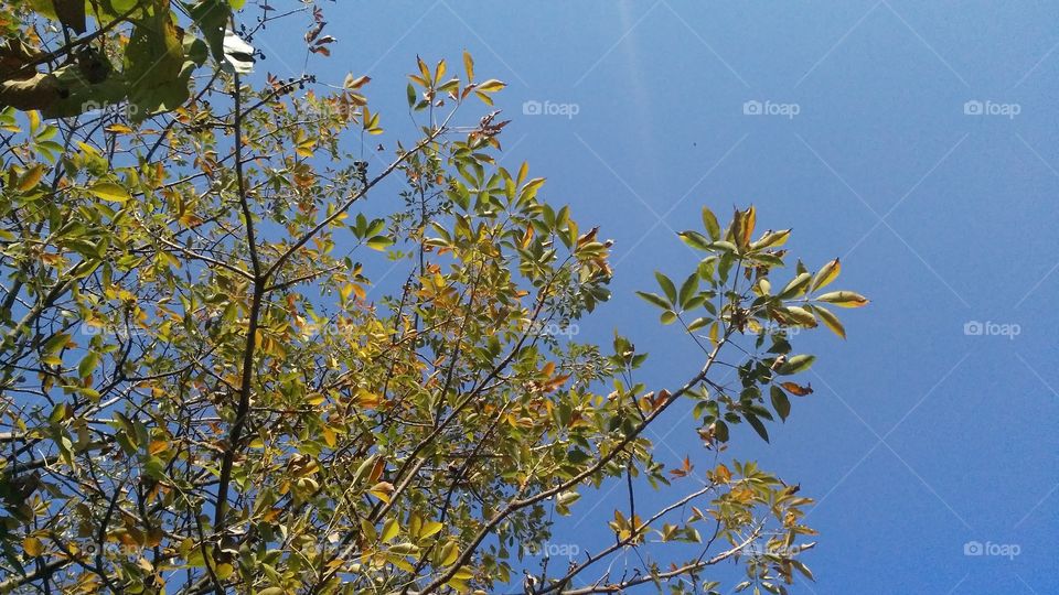 A beautiful scene of trees in the jungle.