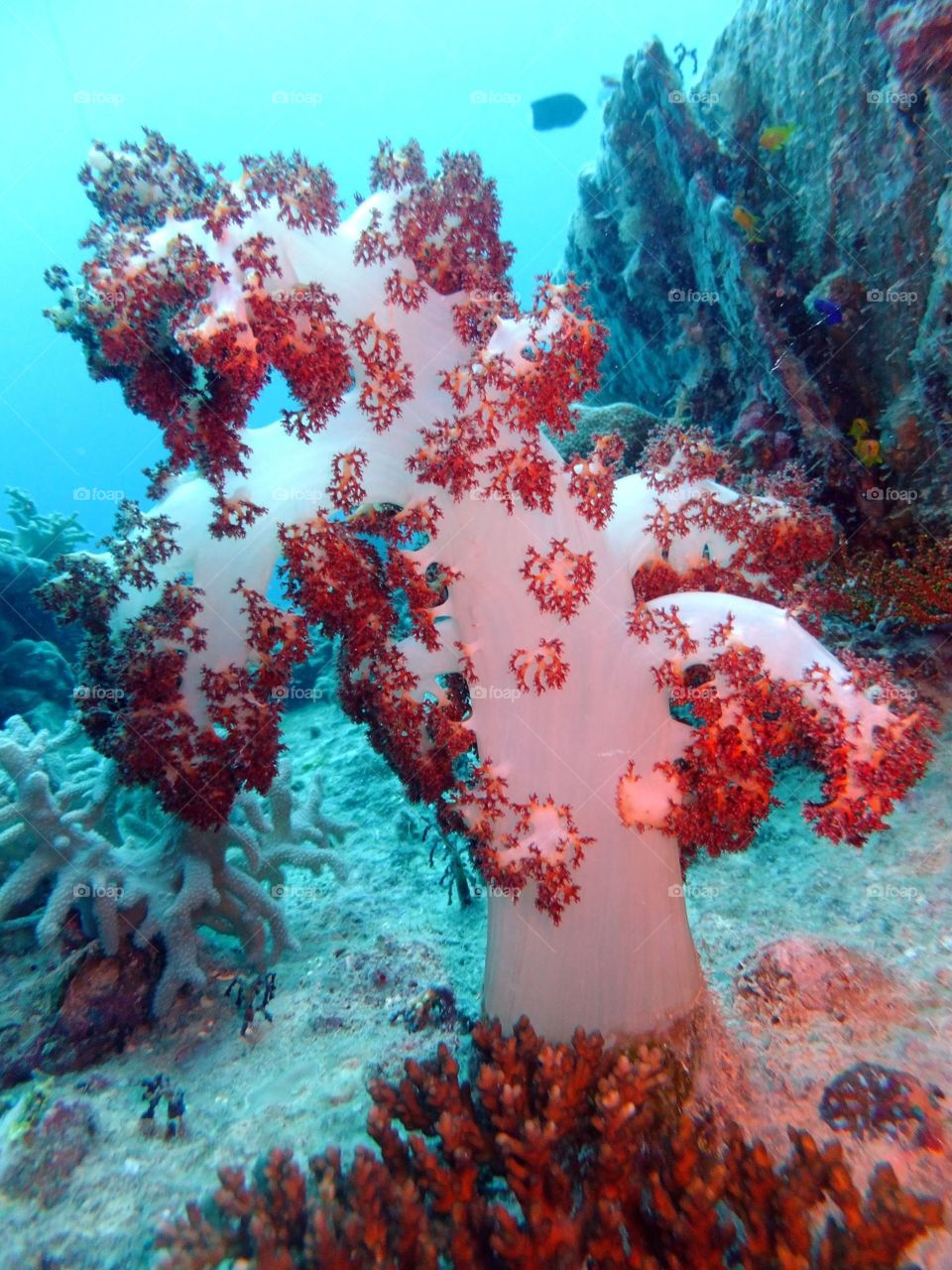 Soft coral