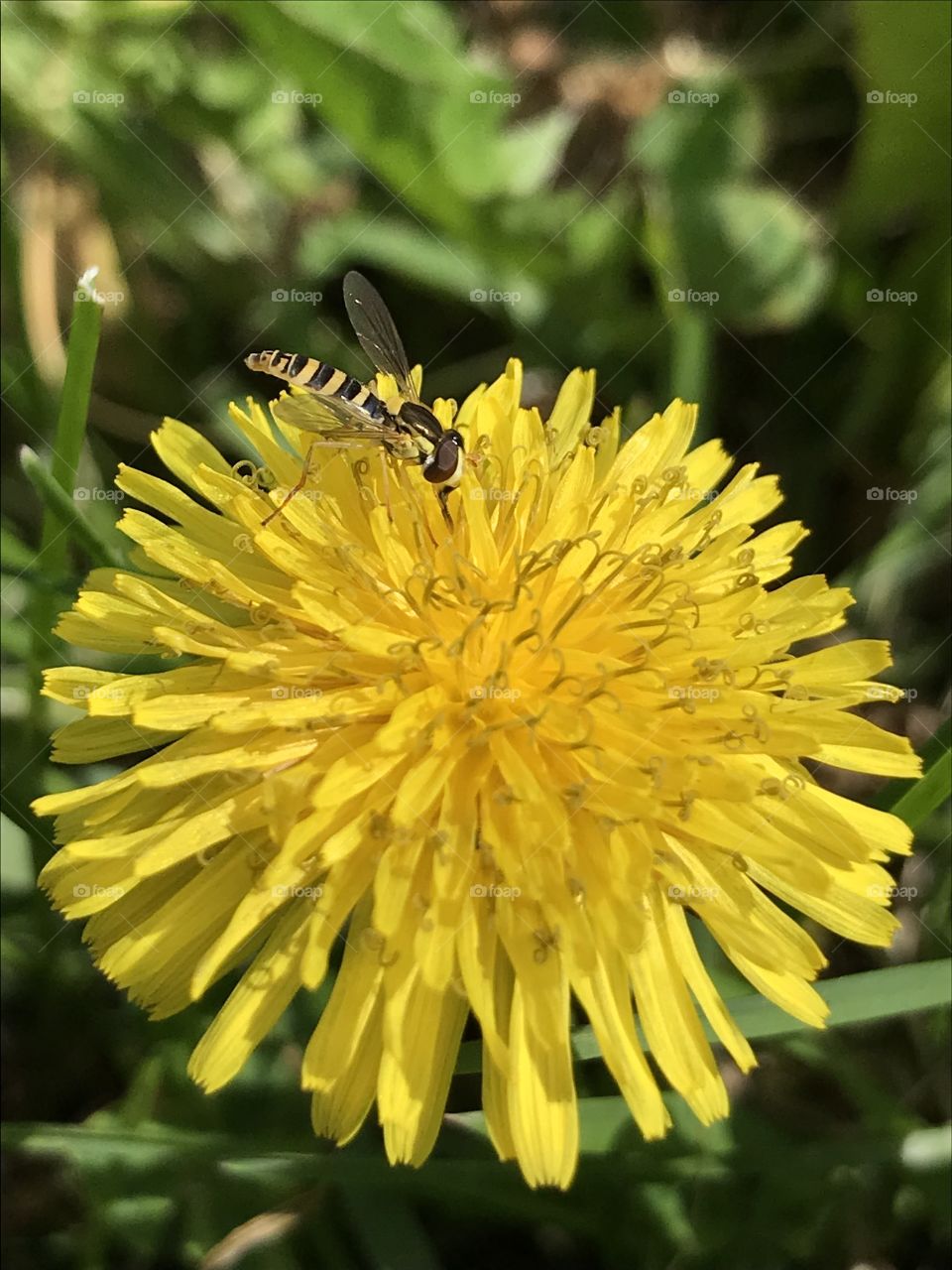 Hoverfly pollinating a dandelion