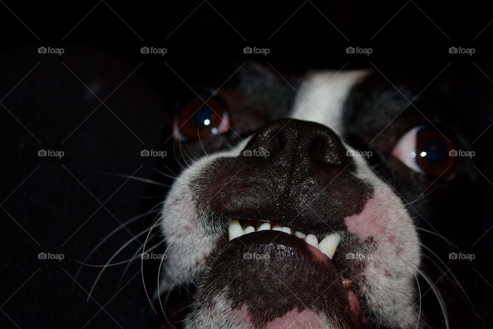 Boston terrier showing his teeth