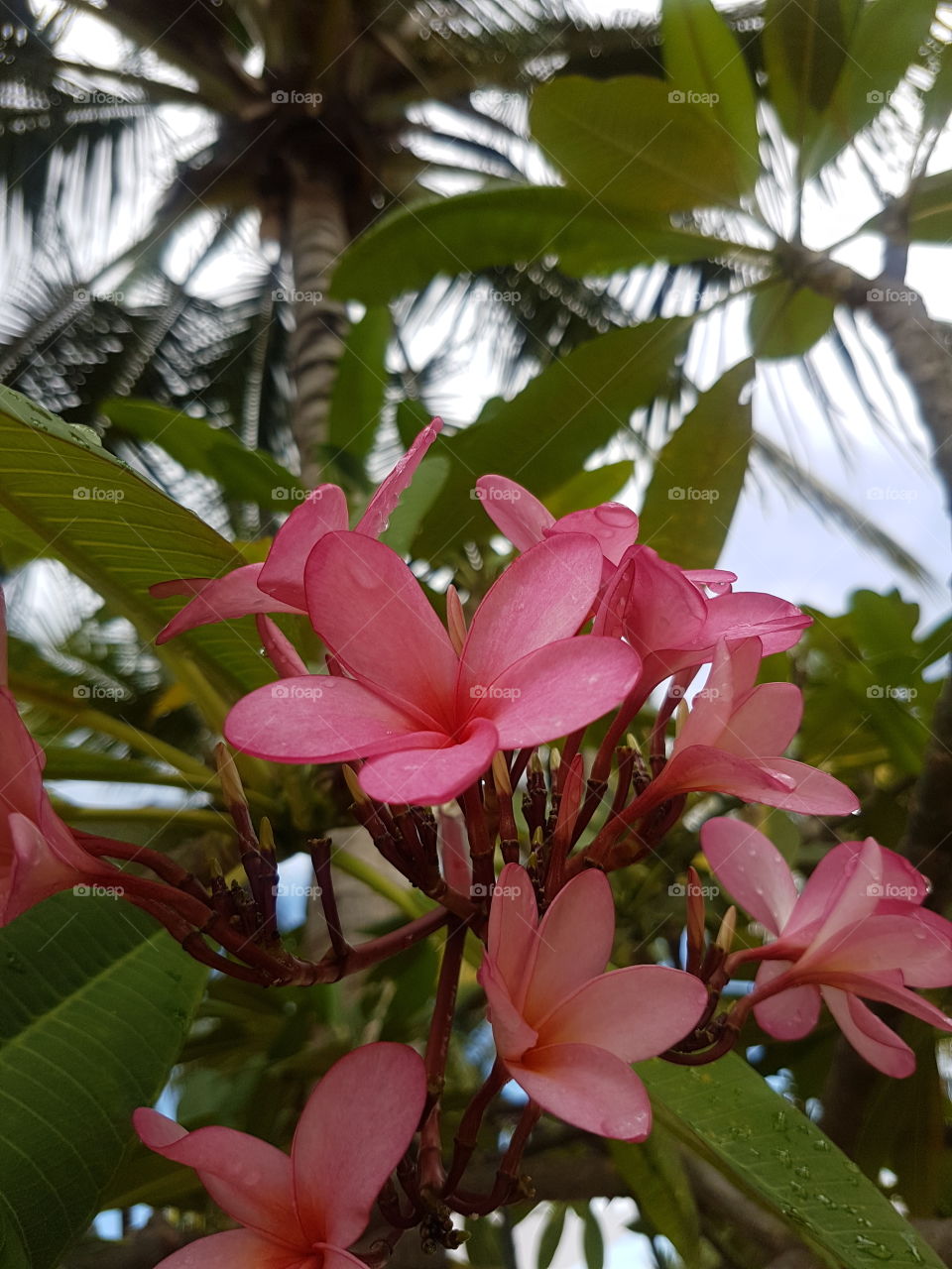 Beautiful wild tropical pink petal Plumeria flowers on tree with lush green leaves, with blue and white sky and palm tree behind