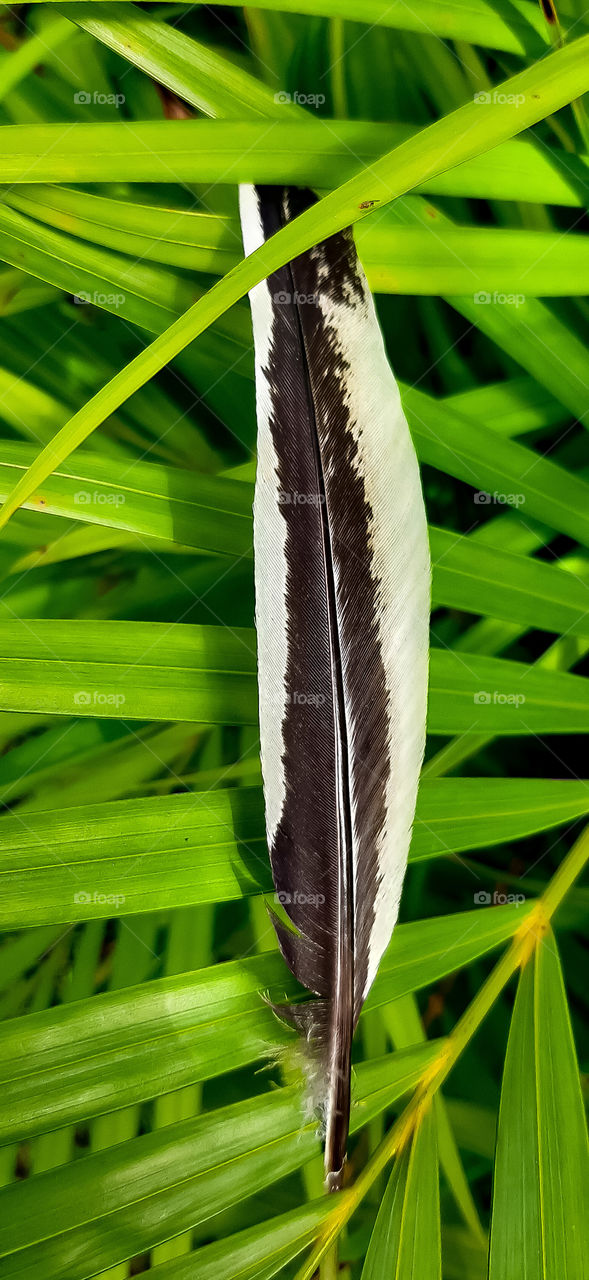 vertical vs. feather horizontal leaves